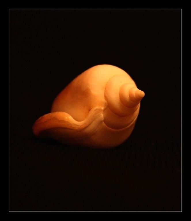 mušličky 089.jpg