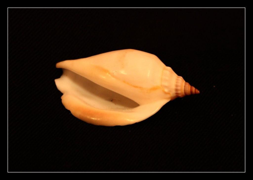 mušličky 035.jpg